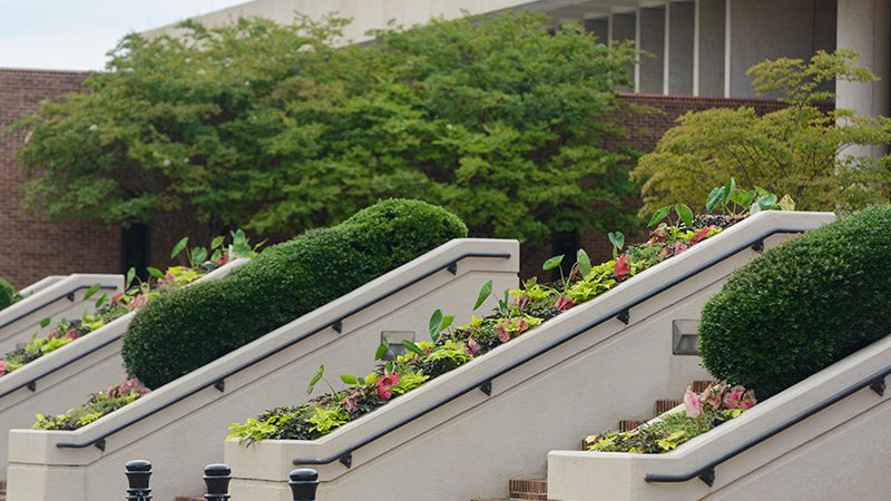 Picture of the trees in front of the Law School